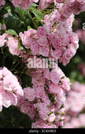 Rose rosa in abbondanza in piena fioritura. Foto Stock