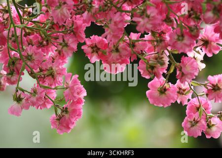 Rose rosa in abbondanza in piena fioritura. Foto Stock