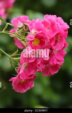 Rose rosa in abbondanza in piena fioritura. Foto Stock