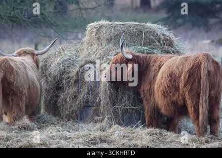 Bestiame delle Highland che si nutrono in una giornata fredda sul campo. Foto Stock