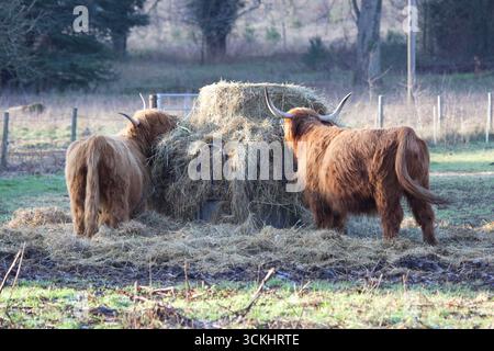 Bestiame delle Highland che si nutrono in una giornata fredda sul campo. Foto Stock