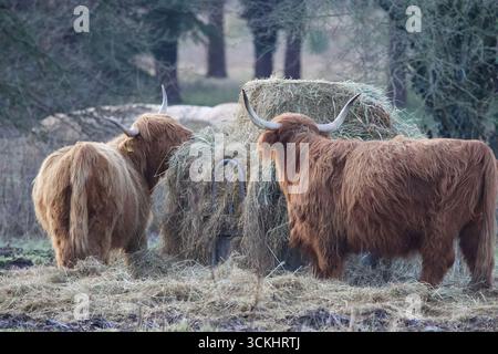 Bestiame delle Highland che si nutrono in una giornata fredda sul campo. Foto Stock