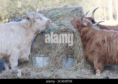 Bestiame delle Highland che si nutrono in una giornata fredda sul campo. Foto Stock