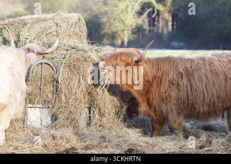 Bestiame delle Highland che si nutrono in una giornata fredda sul campo. Foto Stock
