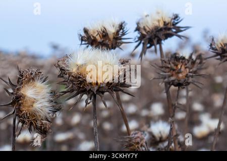 Testa di semi di cardo da latte - nome latino - Silybum marianum. Foto Stock