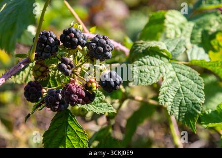 Foto ravvicinata del Rubus caesius, frutto maturo e stagionato alla luce del sole. Foto Stock