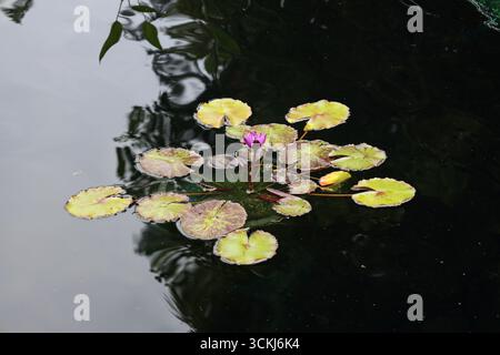 piattini di giglio con una fioritura viola solitaria che galleggia all'ombra di alti alberi riflessi su uno stagno placido Foto Stock