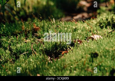 Moss al sole da vicino. Foto di alta qualità Foto Stock