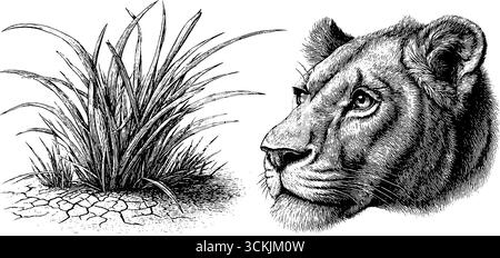 Schizzo vintage di testa di leone e terreno di savana incrinato. Illustrazione Vettoriale