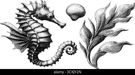 Drago marino d'epoca con erba marina e schizzo di conchiglie per il design. Illustrazione Vettoriale