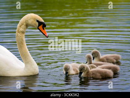 Un cigno muto, (Cygnus olor), che supervisiona i suoi 5 cigneti, su un lago a Stanley Park, Blackpool, Lancashire, Regno Unito Foto Stock