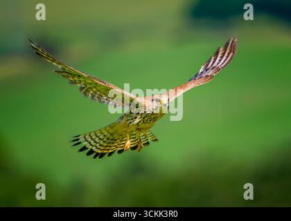 Una femmina di Kestrel, (Falco tinnunculus), in volo su terreni agricoli nel West Yorkshire, Regno Unito. Foto Stock