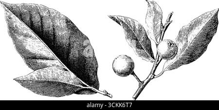 Set di foglie di alloro e ramoscelli incisi per design botanico. Illustrazione Vettoriale