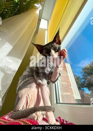 Una fotografia grandangolare di un gatto canadese Sphynx che si estende verso l'alto da una finestra soleggiata con tende. Il suo corpo senza peli e la postura elegante sono catturati Foto Stock