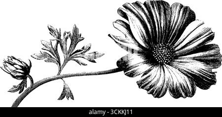 Illustrazione vintage incisa di fiori pressati in folio per design botanico. Illustrazione Vettoriale