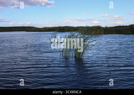 Canne verdi che ondeggiano nel vento sulla superficie del fiume con increspature d'acqua blu. Piante paludose naturali e paesaggio calmo, concetto di natura, ecologia, t Foto Stock