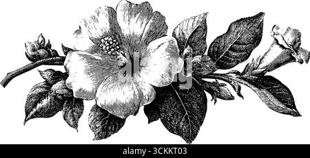 Elegante incisione vintage di fiori pressati in folio per un design botanico. Illustrazione Vettoriale