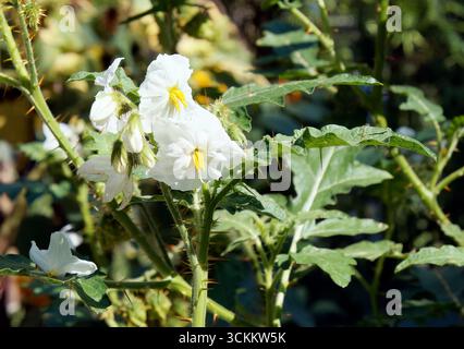 vila-vila, Sticky nightshade, bufalo rosso, Raukenblättrige Nachtschatten, Morelle de Balbis, Solanum sisymbriifolium, zsomborlevelű csucsor Foto Stock