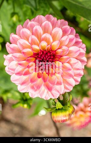 Affascinante Dahlia 'Foxy Lady'. primo piano naturale, ritratto di piante fiorite. Allettante, affidabile, originale, moody, nouveau, sano, pieno di anima, intrigante Foto Stock