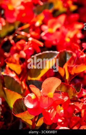 Splendida, prolifica e vivace Begonia rossa "Big Red Bronze Leaf". Primo piano naturale, ritratto di piante fiorite. ammirato, porta bellezza, oggetti di romanticismo Foto Stock