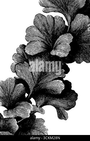 Incisione ornamentale di bordi botanici per progetti di design eleganti. Illustrazione Vettoriale