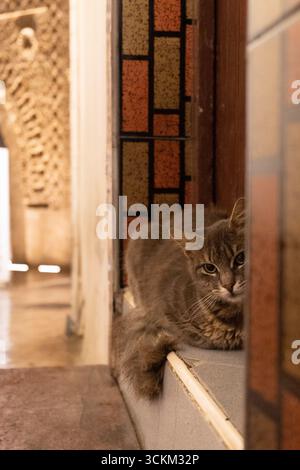 un gatto randagio nella notte della città Foto Stock