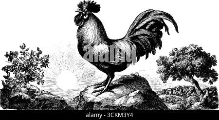 Incisione vintage di un corvo di gallo all'alba - perfetta per disegni rustici. Illustrazione Vettoriale