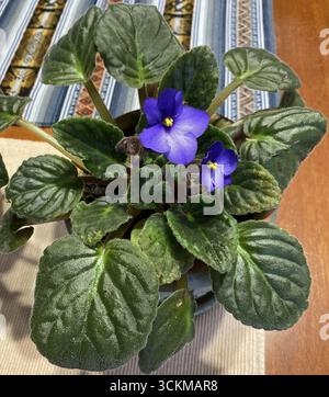 Guardando verso il basso una pianta di viola africana con due fiori viola, lo Streptocarpus ionanthus, con uno stile di antera gialla e viola e stigma Foto Stock