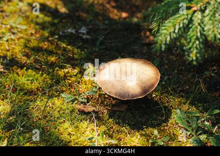 Funghi che crescono nel muschio verde della foresta. Fungo a punta singola marrone in ambiente boschivo naturale. Primo piano di funghi selvatici commestibili su muschio morbido Foto Stock