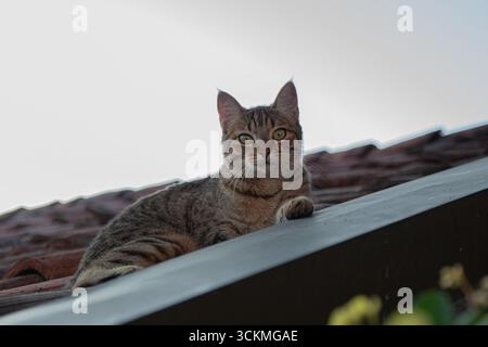 Tabby Cat che poggia sul tetto con Paw Extended Foto Stock