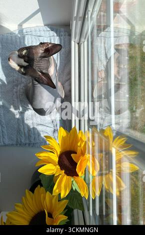 Gatto canadese Sphynx che riposa alla luce del sole su un davanzale, con un vaso di girasoli nelle vicinanze. La luce calda e la postura allegra mettono in risalto il fascino di t Foto Stock