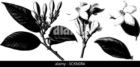 Intricata illustrazione incisa di gemme e fiori di gelsomino per il design botanico. Illustrazione Vettoriale
