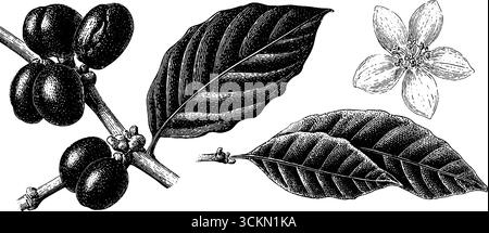 Illustrazioni dettagliate incise di chicchi di caffè e foglie per progetti di design. Illustrazione Vettoriale