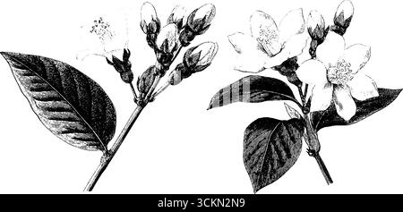 Set di illustrazioni botaniche incise di gemme di gelsomino e fiori per design floreale. Illustrazione Vettoriale