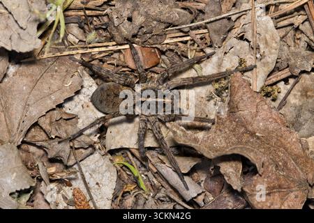 Il ragno lupo Tigrosa georgicola aracnide strisciando sul fondo della foresta lascia la natura. Foto Stock
