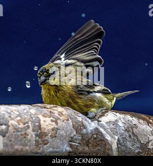 Placentia, California, Stati Uniti. 12 settembre 2025. Venerdì mattina, a Placentia, California, un piccolo goldfinch si bagna in una fontana del giardino. (Credit Image: © Bruce Chambers/ZUMA Press Wire) SOLO PER USO EDITORIALE! Non per USO commerciale! Foto Stock