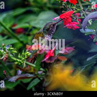 Placentia, California, Stati Uniti. 12 settembre 2025. Venerdì mattina, a Placentia, in California, un colibrì AllenÃs si nutre di nettare dai fiori di un cespuglio di salvia "Hot Lips", in un giardino suburbano. (Credit Image: © Bruce Chambers/ZUMA Press Wire) SOLO PER USO EDITORIALE! Non per USO commerciale! Foto Stock