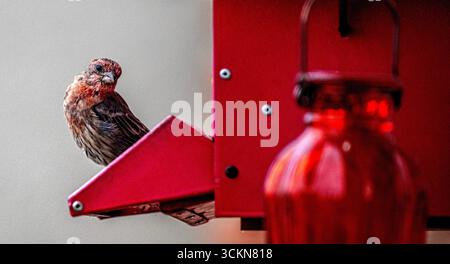 Placentia, California, Stati Uniti. 12 settembre 2025. Venerdì mattina, a Placentia, California, un maschio House finch riposa su un alimento per uccelli. (Credit Image: © Bruce Chambers/ZUMA Press Wire) SOLO PER USO EDITORIALE! Non per USO commerciale! Foto Stock