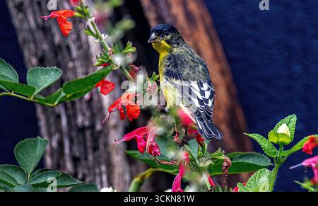 Placentia, California, Stati Uniti. 12 settembre 2025. Venerdì mattina, a Placentia, in California, un piccolo goldfinch si nutre di semi da un cespuglio di salvia rosso. (Credit Image: © Bruce Chambers/ZUMA Press Wire) SOLO PER USO EDITORIALE! Non per USO commerciale! Foto Stock