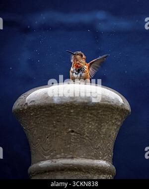 Placentia, California, Stati Uniti. 12 settembre 2025. Venerdì mattina, a Placentia, California, una pista di colibrì di AllenÃs da una fontana in un giardino periferico. (Credit Image: © Bruce Chambers/ZUMA Press Wire) SOLO PER USO EDITORIALE! Non per USO commerciale! Foto Stock