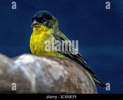 Placentia, California, Stati Uniti. 12 settembre 2025. Venerdì mattina, a Placentia, California, un piccolo goldfinch beve da una fontana del giardino. (Credit Image: © Bruce Chambers/ZUMA Press Wire) SOLO PER USO EDITORIALE! Non per USO commerciale! Foto Stock