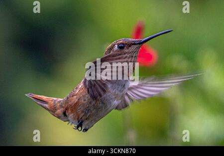 Placentia, California, Stati Uniti. 12 settembre 2025. Venerdì mattina, a Placentia, California, un colibrì di Allen si nutre di nettare dai fiori di un cespuglio di salvia "Hot Lips", in un giardino suburbano. (Credit Image: © Bruce Chambers/ZUMA Press Wire) SOLO PER USO EDITORIALE! Non per USO commerciale! Foto Stock