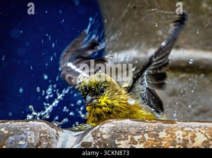 Placentia, California, Stati Uniti. 12 settembre 2025. Venerdì mattina, a Placentia, California, un piccolo goldfinch si bagna in una fontana del giardino. (Credit Image: © Bruce Chambers/ZUMA Press Wire) SOLO PER USO EDITORIALE! Non per USO commerciale! Foto Stock