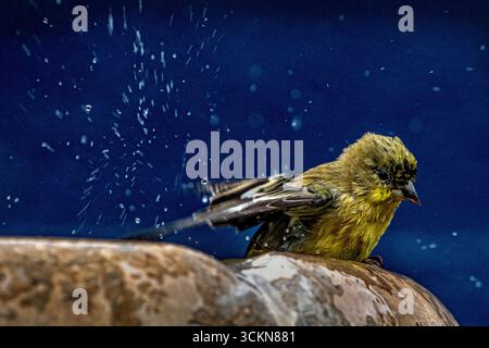 Placentia, California, Stati Uniti. 12 settembre 2025. Venerdì mattina, a Placentia, California, un piccolo goldfinch si bagna in una fontana del giardino. (Credit Image: © Bruce Chambers/ZUMA Press Wire) SOLO PER USO EDITORIALE! Non per USO commerciale! Foto Stock