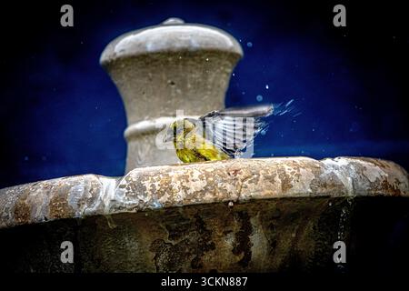 Placentia, California, Stati Uniti. 12 settembre 2025. Venerdì mattina, a Placentia, California, un piccolo goldfinch si bagna in una fontana del giardino. (Credit Image: © Bruce Chambers/ZUMA Press Wire) SOLO PER USO EDITORIALE! Non per USO commerciale! Foto Stock