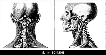 Illustrazione anatomica incisa dei muscoli del collo e della colonna cervicale. Illustrazione Vettoriale
