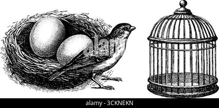 Illustrazione incisa di canary con gabbia e nido per progetti di design vintage. Illustrazione Vettoriale