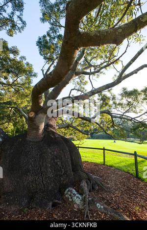 Un grande e pittoresco albero con un ampio tronco e ampi rami sorge in un parco illuminato dal sole. La vibrante erba verde e la natura circostante creano una Foto Stock