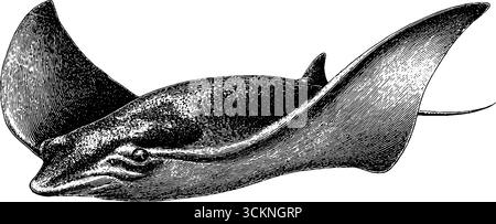 Intricata illustrazione incisa di una nuotata di pastinache con un dettagliato tema oceanico. Illustrazione Vettoriale