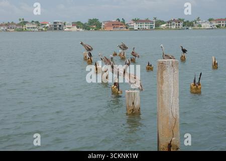 Gruppo di pellicani che riposano su paletti di legno in una zona panoramica sul lungomare di St. Pete Beach, Florida. Arroccato sopra l'acqua ondulata, vicino a un litorale residenziale Foto Stock